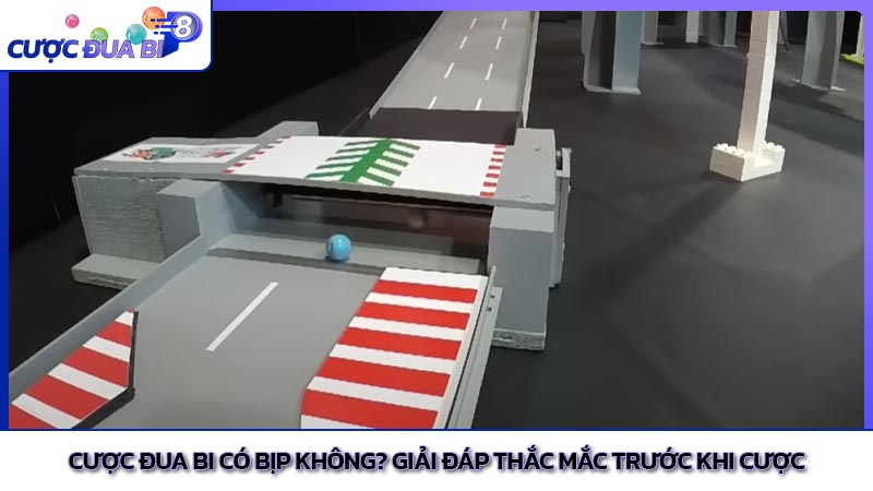 Cược đua bi có bịp không? Giải đáp thắc mắc trước khi cược