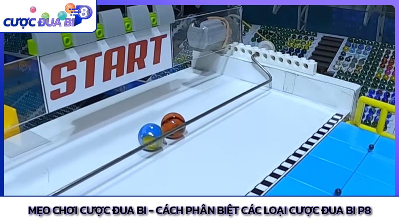 Mẹo chơi cược đua bi - Cách phân biệt các loại cược đua bi P8