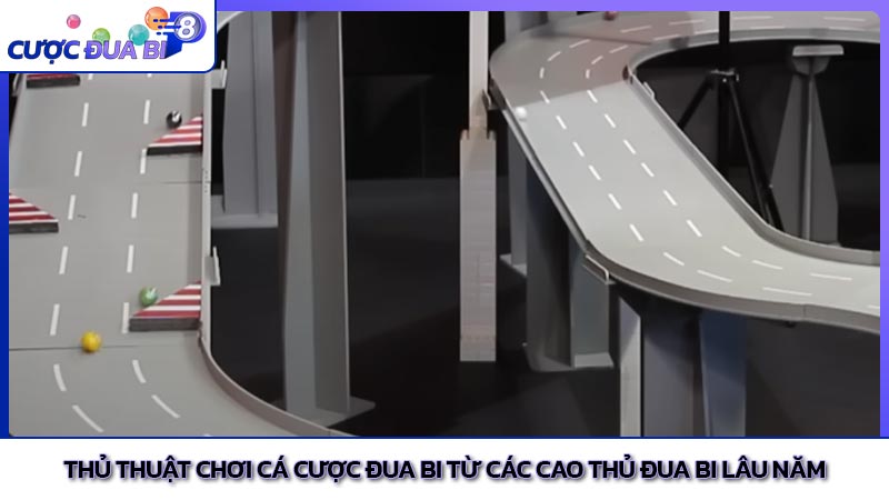 Thủ thuật chơi cá cược đua bi từ các cao thủ đua bi lâu năm